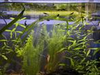 Jonge endler guppen, Dieren en Toebehoren, Vis, Zoetwatervis