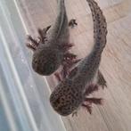 Axolotl Wildkleur (nog 4stuks!), Ophalen