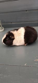 Teddy Cavia te koop, Dieren en Toebehoren, Knaagdieren, Cavia, Juni, Mannelijk, Tam
