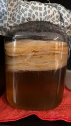 Kombucha Scoby, Diversen, Ophalen