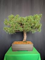 Bonsai Pinus Sylvestris, Tuin en Terras, Planten | Bomen, Bloeit niet, Overige soorten, Minder dan 100 cm, Ophalen