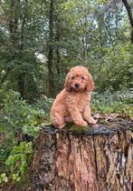 Mini labradoodle x maltipoo mini doodle’s, Dieren en Toebehoren, Honden | Chihuahua's en Gezelschapshonden, Poedel, Rabiës (hondsdolheid)