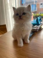Blue pointed Ragdoll kitten, Dieren en Toebehoren, Katten en Kittens | Overige Katten, Meerdere dieren