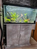Aqarium kompleet 81 bij 36 bij 40 en kast en guppys, Dieren en Toebehoren, Vissen | Aquaria en Toebehoren, Ophalen, Zo goed als nieuw