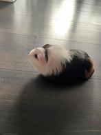 Vrouwtjes cavia’s, Dieren en Toebehoren, Knaagdieren, Cavia, Vrouwelijk, Tam, Oktober