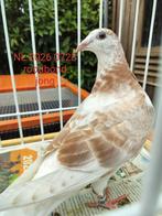 Postduif  5x, Dieren en Toebehoren, Meerdere dieren, Postduif