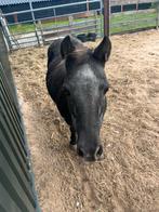 Shetland pony te koop, Dieren en Toebehoren, Merrie, Minder dan 160 cm, Recreatiepaard, 11 jaar of ouder