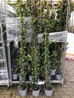 Klimop, Hedera hibirnica Haag Klimop, 180 cm hoog € 8,75, Ophalen, Vaste plant, Halfschaduw, Klimplanten
