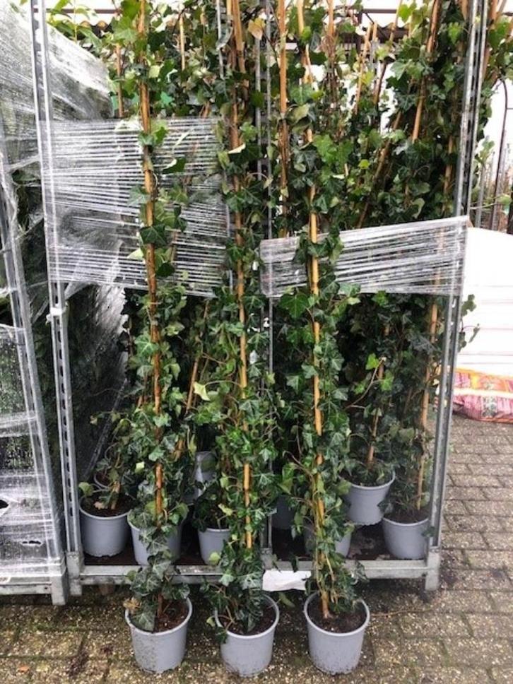 Klimop, Hedera hibirnica Haag Klimop, 180 cm hoog € 8,75, Tuin en Terras, Planten | Tuinplanten, Vaste plant, Klimplanten, Halfschaduw