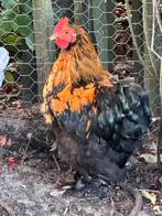 Cochin haanje van juni 2025, Dieren en Toebehoren, Pluimvee, Mannelijk, Kip