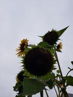 Zonnebloemzaad zaden zonnebloem zonnebloemen, Overige soorten, Volle zon, Eenjarig, Ophalen of Verzenden