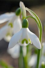 Sneeuwklokjes uit onze ecologisch beheerde tuin, Ophalen of Verzenden, Voorjaar, Halfschaduw, Bloembol