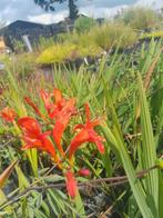 Crocosmia Lucifer - Rode Tuinplant Aanbieding!, Overige soorten, Volle zon, Vaste plant, Ophalen of Verzenden