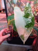 Alocasia frydek variegata, Ophalen, Overige soorten, Minder dan 100 cm