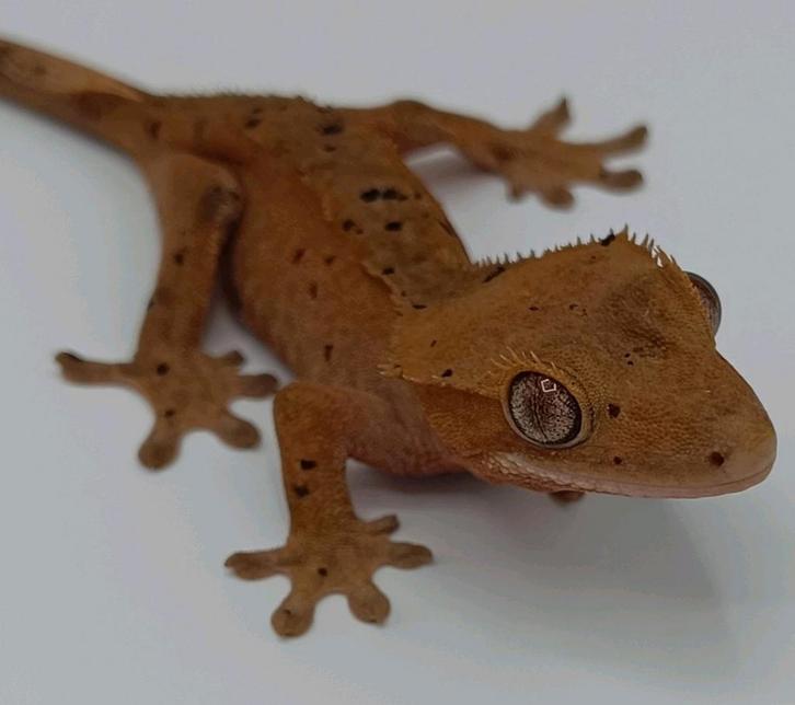 Wimpergekko vrouw superdalmatian