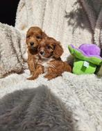 Cavapoo pups  boomer, Dieren en Toebehoren, Honden | Chihuahua's en Gezelschapshonden, Overige rassen, 8 tot 15 weken, Meerdere