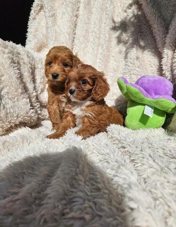 Cavapoo pups  boomer  beschikbaar voor biedingen