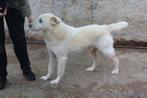 Knappe Chesley ter Adoptie!, Particulier, Rabiës (hondsdolheid), Reu, Buitenland