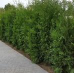 Thuja occidentalis Brabant coniferen 180-200, Bloeit niet, Halfschaduw, 100 tot 250 cm, Overige soorten