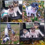 Boerenfox Puppy reu'tje te koop, Jack Russell Terriër, Reu, 8 tot 15 weken, Eén hond