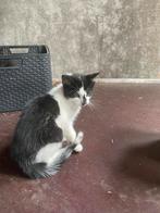Boerderij kittens katten, Dieren en Toebehoren, Meerdere dieren, Kortharig, 0 tot 2 jaar