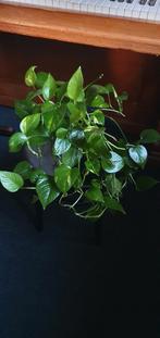 Prachtige epipremnum, volle plant!, Ophalen, Halfschaduw, Minder dan 100 cm