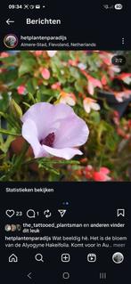 Alyogyne hakeifolia struikje, Ophalen, Zomer, Overige soorten, Volle zon