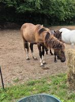 Jonge ijslander hengst, Dieren en Toebehoren, Pony's, Hengst, C pony (1.27m tot 1.37m), Gechipt, 0 tot 2 jaar