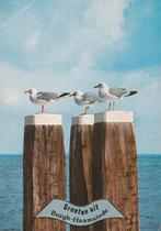 BURGH HAAMSTEDE Zee Palen Meeuwen Groeten, Verzenden, 1980 tot heden, Gelopen, Zeeland