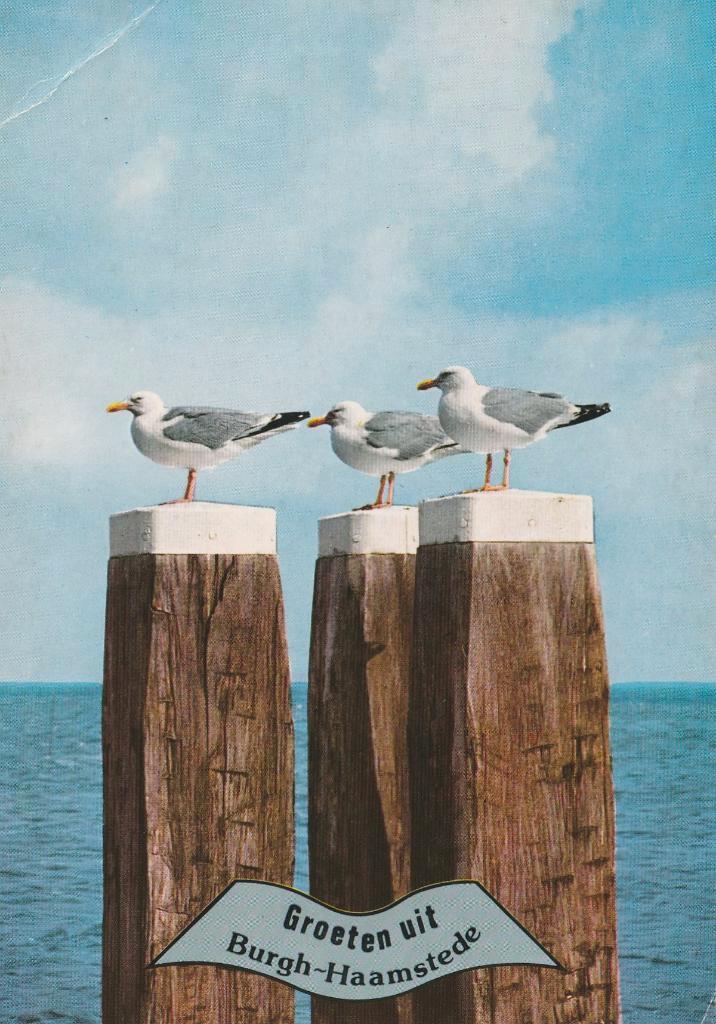 BURGH HAAMSTEDE Zee Palen Meeuwen Groeten, Verzamelen, Ansichtkaarten | Nederland, Gelopen, Zeeland, 1980 tot heden, Verzenden