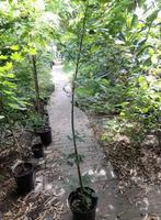 acer pseudosieboldianum koreaanse esdoorn, Ophalen, Bloeit niet, Halfschaduw, Overige soorten