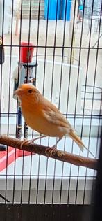 Portugese harlekijn kanarie man, Dieren en Toebehoren, Vogels | Kanaries, Mannelijk, Kleurkanarie