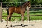 zeer aansprekende jaarling merrie, Dieren en Toebehoren, Paarden, Merrie, 0 tot 2 jaar, Gechipt, Niet van toepassing