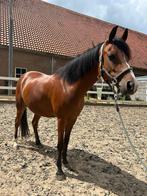 Mooie 6 jarige D pony ruin, Dieren en Toebehoren, Pony's, B, Gechipt, Ruin, 3 tot 6 jaar