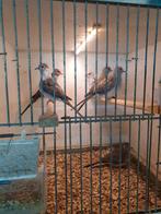 6 diamantduifjes te koop, Meerdere dieren, Tropenvogel