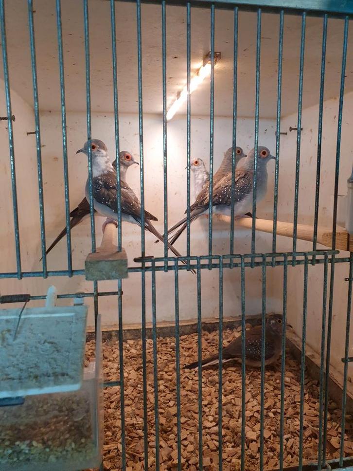 6 diamantduifjes te koop, Dieren en Toebehoren, Vogels | Overige Vogels, Tropenvogel, Meerdere dieren