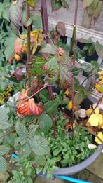 Bramen stek doornloos, Tuin en Terras, Ophalen, Overige soorten, Volle zon