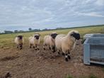 Walliser schwarzenase schapen, Dieren en Toebehoren, Schapen, Geiten en Varkens, Meerdere dieren, Schaap, 0 tot 2 jaar