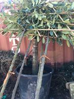Lei laurier. Lei Liquidambar. Lei Carpinus. Lei fruit, Leiboom, Halfschaduw, Ophalen of Verzenden, Lente