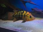 Cichlasoma festae., Dieren en Toebehoren, Vissen | Aquariumvissen, Vis