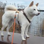 Mylo ,Shiba inu 6 jaar zoekt mandje zonder andere honden, Dieren en Toebehoren, 6 jaar of ouder, Eén hond, Nederland, Particulier