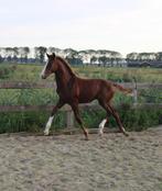 Chique KWPN hengstveulen dressuur, Dieren en Toebehoren, Paarden, Hengst, Dressuurpaard, Gechipt, 0 tot 2 jaar