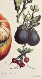 Poster bord met geschilderde plaat no 23  Album Vilmorin, Antiek en Kunst, Ophalen of Verzenden, Natuur en Biologie