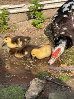 Jonge muskus eenden, Dieren en Toebehoren, Pluimvee, Meerdere dieren, Eend
