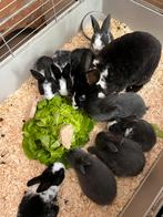 Baby konijntjes van rex kruising, Dieren en Toebehoren, Konijnen, Meerdere dieren