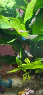 Male guppy. 4 months old, blue tail, Vis