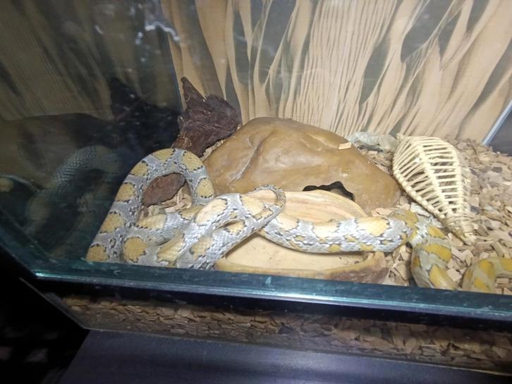 Rattenslang 2,5jaar Oud 100% vrouw