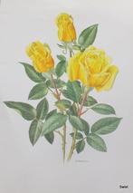 1616-1623 Rozenposter Poster prent met rozen AM TRECHSLIN, A4 of kleiner, Ophalen of Verzenden, Dier of Natuur, Rechthoekig Staand