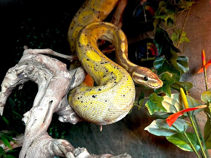 Koningspython Banana - Cinnemon 1.0