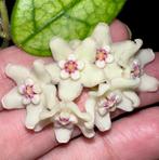 Hoya sichuanensis (syn. lyi NoID), Huis en Inrichting, Kamerplanten, Overige soorten, In pot, Minder dan 100 cm, Bloeiende kamerplant